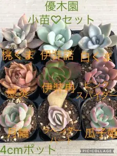 2026年最新】伊弉冉（優木園）の人気アイテム - メルカリ