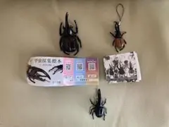 ★甲虫採集標本★世界のカブトムシ★3匹★新品未使用★即決のサムネイル