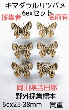 2026年最新】昆虫標本の人気アイテム - メルカリ