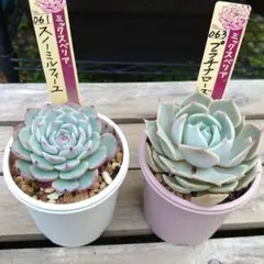 2026年最新】スノーミルフィーユ多肉植物の人気アイテム - メルカリ