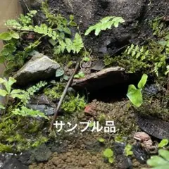 アクアテラリウム 溶岩石 No.3 ※傷あり特価※ - メルカリ