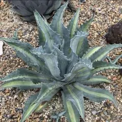 2025年最新】アガベ アメリカーナ・エクスパンサの人気アイテム