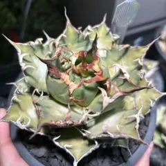 2025年最新】品種名：シーザー アガベの人気アイテム - メルカリ