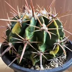 弁慶柱 分頭2頭 発根済み 即地植え可能 ③ - メルカリ