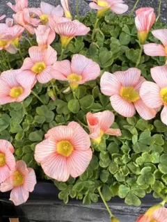 yamayama様 リクエスト 3点 まとめ商品