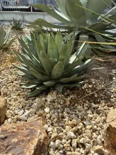 2025年最新】アガベ ブルーエンペラーの人気アイテム - メルカリ