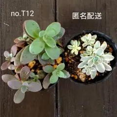 2025年最新】子持ち蓮華錦 鏡花の人気アイテム - メルカリ