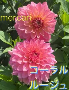 2026年最新】ダリア 球根 ナマハゲの人気アイテム - メルカリ