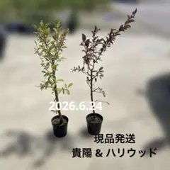 ブルーベリー苗 パウダーブルー＆バルドウィン大苗2本セット - メルカリ