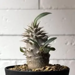 ☆P-6 珍品 パキポディウム エブレネウム×デンシカウレ 鉢ごとメルカリ便 ☆P-6 珍品 パキポディウム エブレネウム×デンシカウレ 鉢ごと