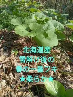 RAMU様 リクエスト 3点 まとめ商品