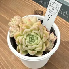 KANA様 リクエスト 4点 まとめ商品