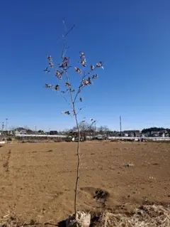 2026年最新】ヤマコウバシの人気アイテム - メルカリ