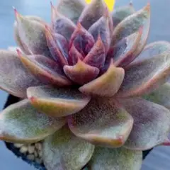 もにか様 リクエスト 4点 まとめ商品