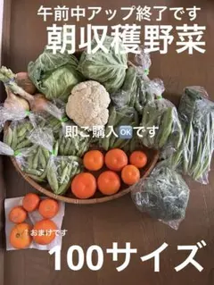 お野菜の詰め合わせ　100サイズ　4月30日ご発送です♡のサムネイル