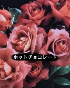 レア/希少 バラ【ホットチョコレート】苗 ラテコッタレッド 赤茶 接木 苗木のサムネイル