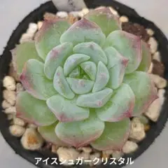 3苗）多肉植物♡エケベリア♡氷砂糖水晶（アイスシュガークリスタル