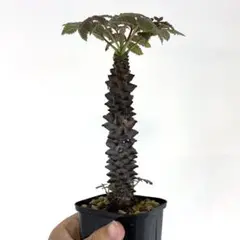 【実生】ベイセリアメキシカーナ ベイセリア メキシカーナ | STELLA.PLANTS