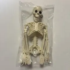 カクカクガイコツ フィギュア 骸骨 人骨模型