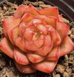 新入荷 赤魔王 エケベリア 多肉植物 1苗 - メルカリ