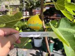 2025年最新】CDA イチジクの人気アイテム - メルカリ