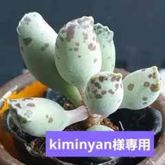 kiminyan様 リクエスト 2点 まとめ商品