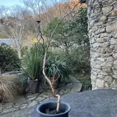 プラタナス　モミジバスズカケ　落葉樹 苗木 イギリス王立キューガーデン