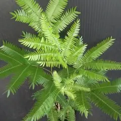 Yoko Takahashi様 リクエスト 2点 まとめ商品