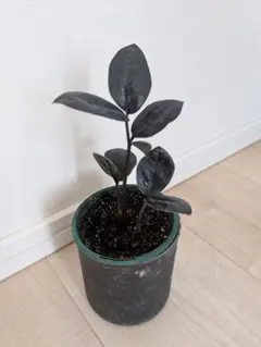 ザミオクルカス レイヴン 観葉植物のサムネイル