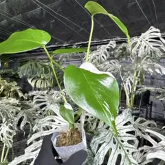 斑入り】モンステラ バルバソー 極美斑 希少種 - メルカリ