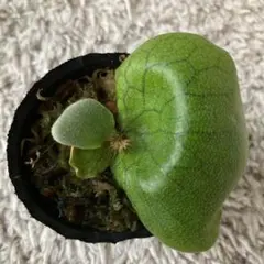 2026年最新】観葉植物 ビカクシダの人気アイテム - メルカリ