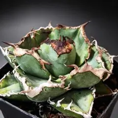 秘蔵株 現品限り チタノタ「翠犀牛(青犀牛)」特青 タグ鉢付き 秘蔵株 現品限り チタノタ「翠犀牛(青犀牛)」特青 タグ鉢付き - メルカリ