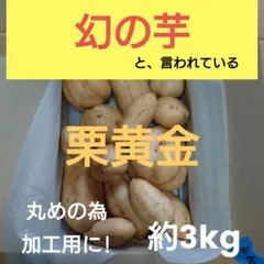 My 様。専用。栗黄金（マロンゴールド）苗100本。 My 様。専用。栗黄金（マロンゴールド）苗100本。 - メルカリ