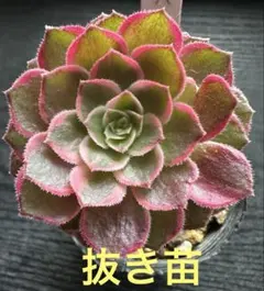 2026年最新】観葉植物 アエオニウムの人気アイテム - メルカリ