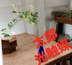 光触媒　人工観葉植物　ウォールグリーン　フェイクグリーン　バインリーフ