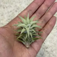 チランジア　ボブホルムズジュエル　Tillandsia チランジア ボブホルムズジュエル Tillandsia - メルカリ