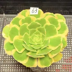 2026年最新】観葉植物 アエオニウムの人気アイテム - メルカリ