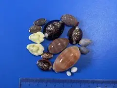 2025年最新】タカラガイの人気アイテム - メルカリ