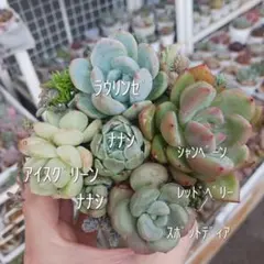 引*。様 ❁ぼのぼのさん苗 命名株6種セット （カット、微根苗） - メルカリ
