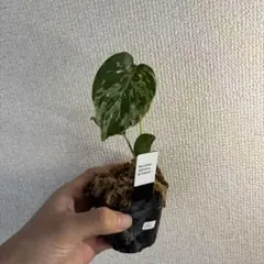 2026年最新】モンステラバルバソーの人気アイテム - メルカリ