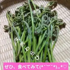天然採れたてわらび箱おまけ甘草付き