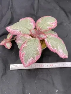 ねるエピスシア フェイディドジェイド　大株　Episcia ねる様専用エピスシア フェイディドジェイド 大株 Episcia - メルカリ