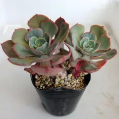 2025年最新】ペルシア 多肉の人気アイテム - メルカリ