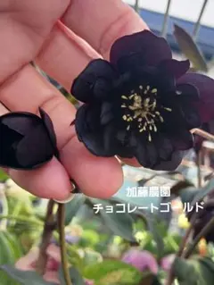 クリスマスローズ234のサムネイル