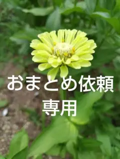 ハチミツＰ様 リクエスト 5点 まとめ商品