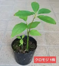 天然クロモジ　苗木　350cm クロモジ（黒文字） 3.5号ポット の通販 | 園芸ネット