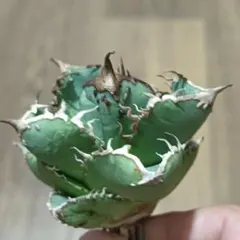 2025年最新】アガベ ブツブツの人気アイテム - メルカリ