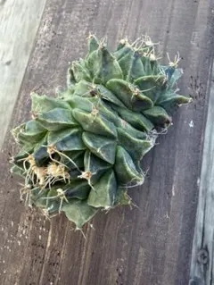 2026年最新】サボテン モンストの人気アイテム - メルカリ