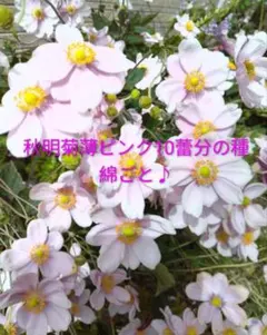 ケロリン様 リクエスト 2点 まとめ商品