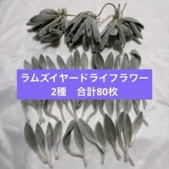 ラムズイヤー　ドライリーフ　花材　素材　葉っぱ　葉　2種類　12番